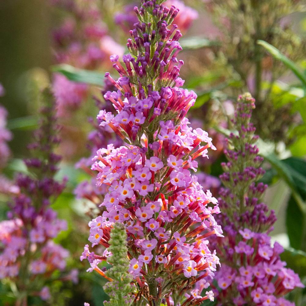 Download Spring Hill Nurseries 4 in. Pot Le Petit Pink Flowering ...