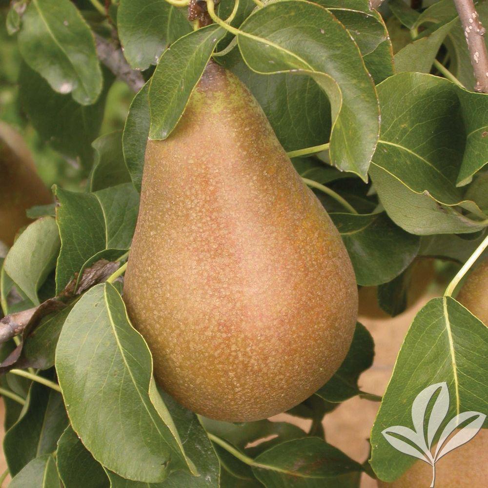 8 10 To 20 F Pear Tree Fruit Trees Plants Edible Keifer Pear Tree