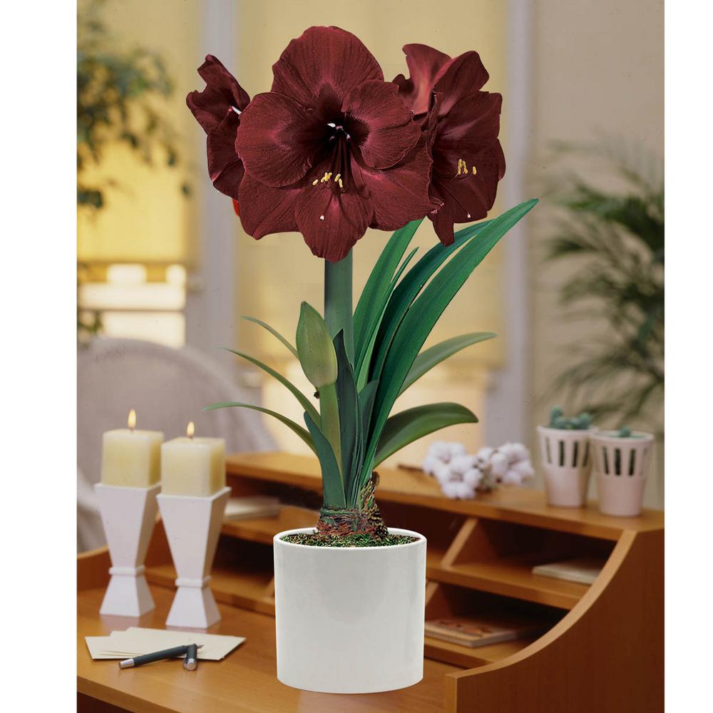 Breck's Black Pearl Amaryllis (Hippeastrum) Bulb (1Pack)70985 The