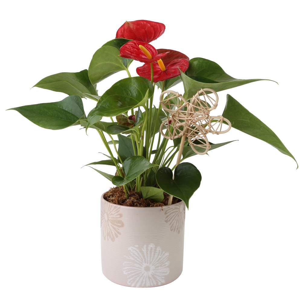 Costa Farms Blooming Anthurium Plant in 4 in. Premium Ceramic Pot-CO ...