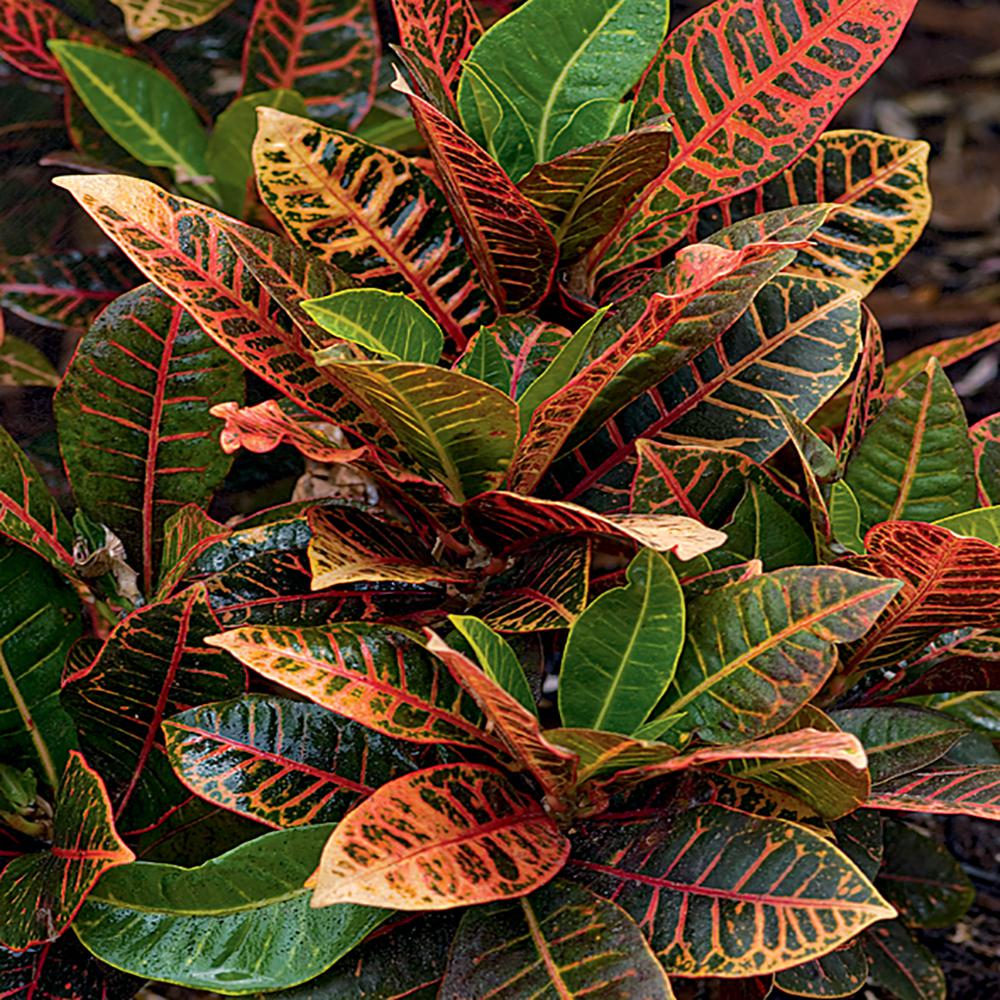 Unbranded 2.12 Gal. Croton Petra Plant in 10 in