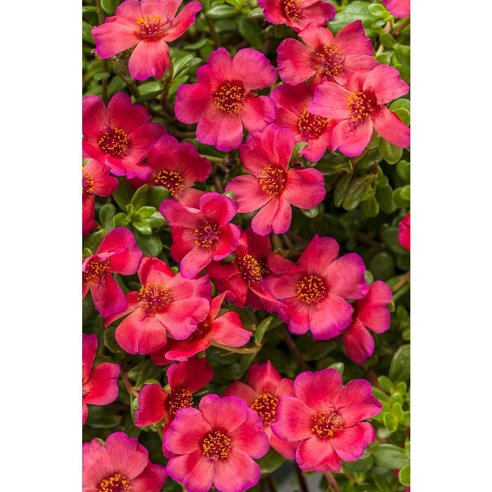 Proven Winners Mojave Red Moss Rose Portulaca Live Plant Dark Mojave Red Moss Rose Portulaca Live Plant Dark Pink Flowers 4 25 In Grande Pack