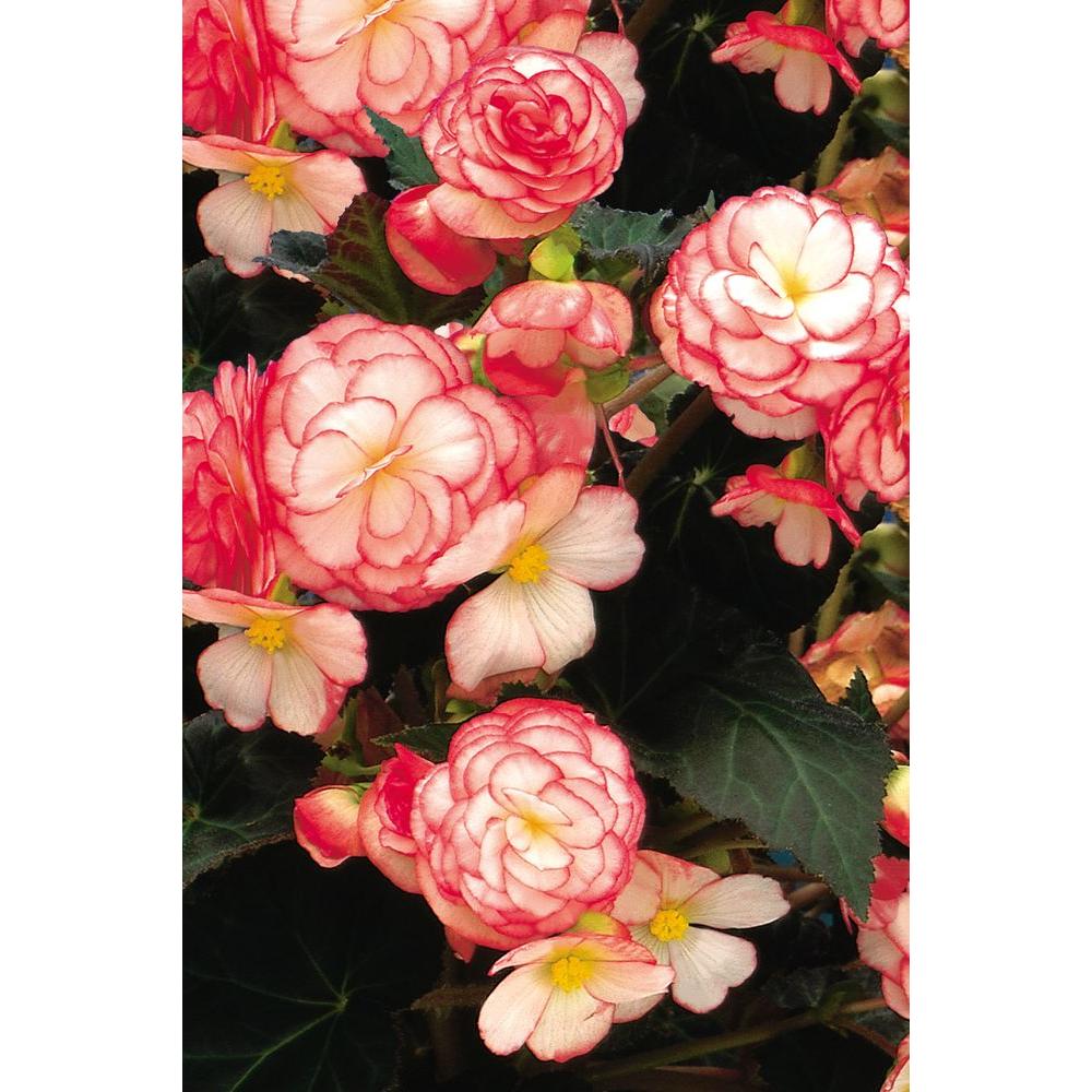 Proven Winners Nonstop Rose Petticoat (Tuberous Begonia) Live Plant ...