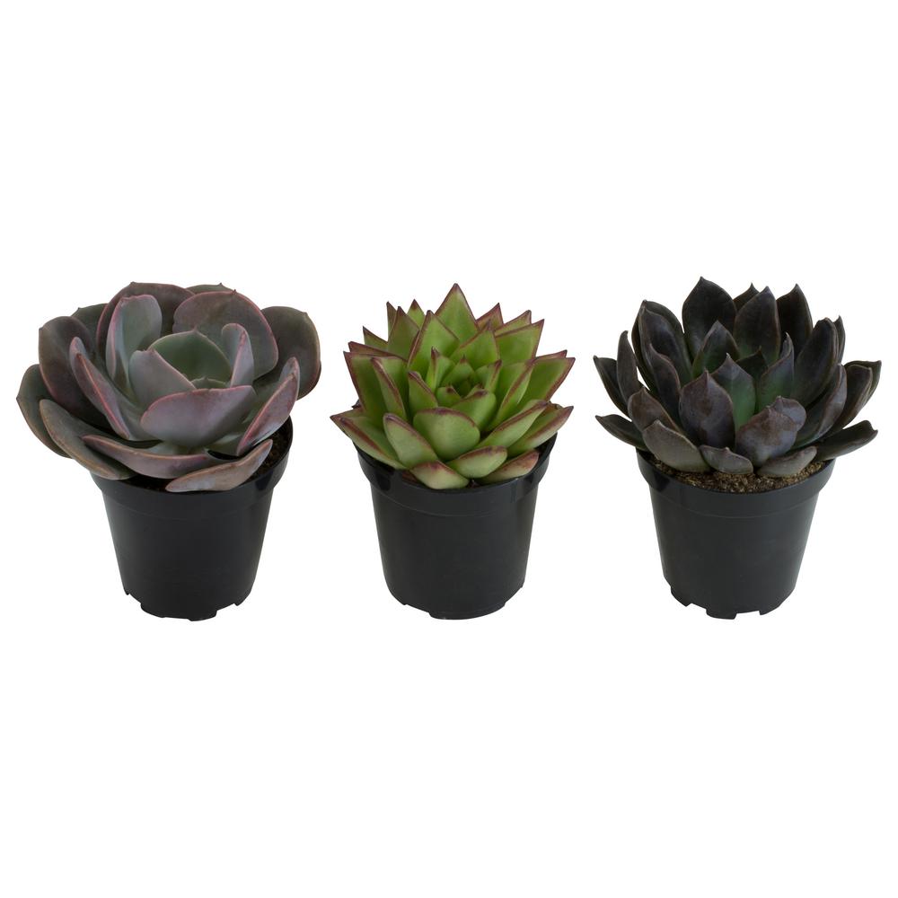 Succulents Cactus Plants Garden Flowers The Home Depot 9 Cm Orted Desert Rose Echeveria Succulent Plant