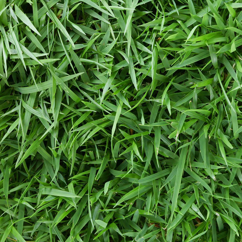 Turfgrass Sod Zoysia Bermuda Centipede Fescue Super Sod Sod Grass Grass Care Bermuda Grass
