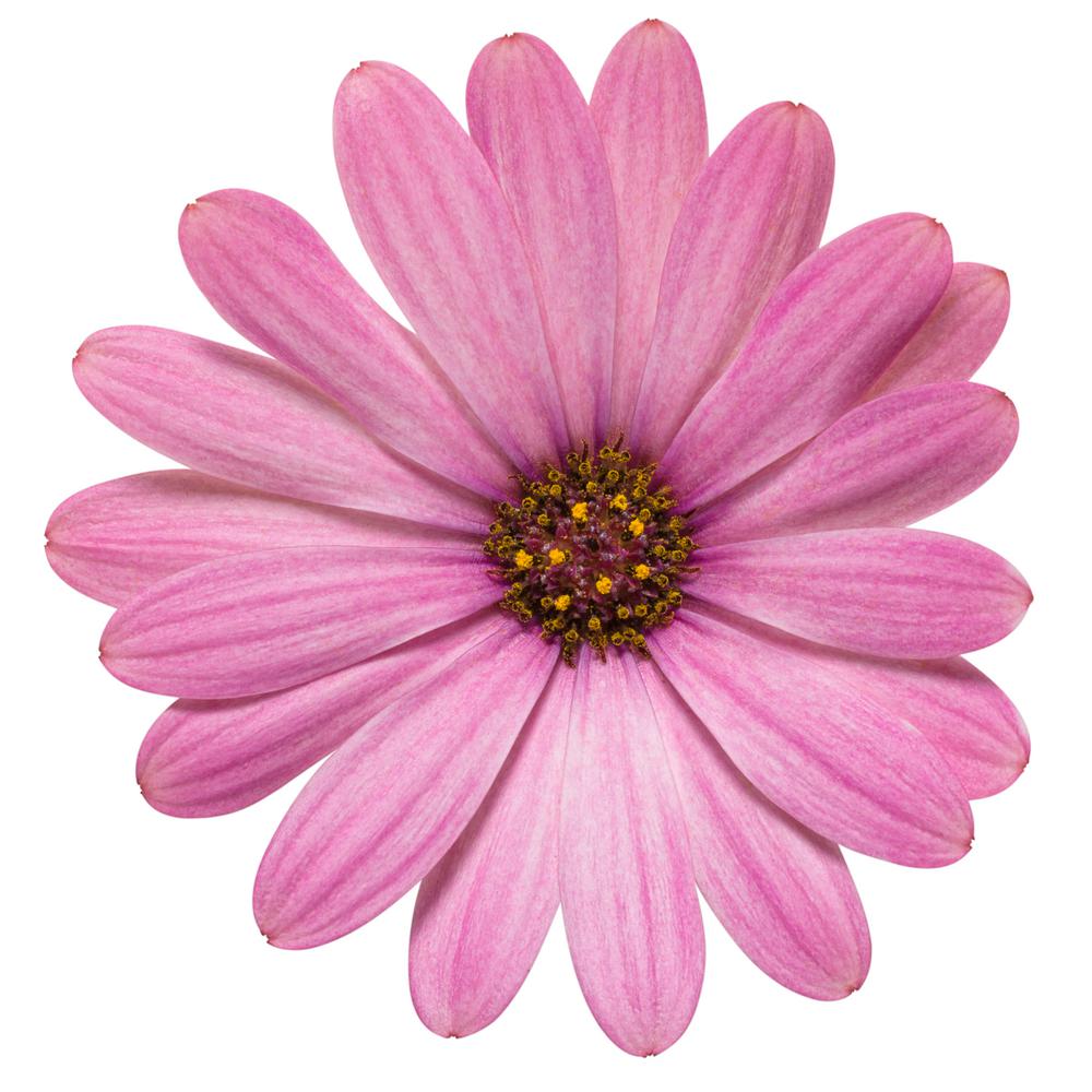 pink daisy