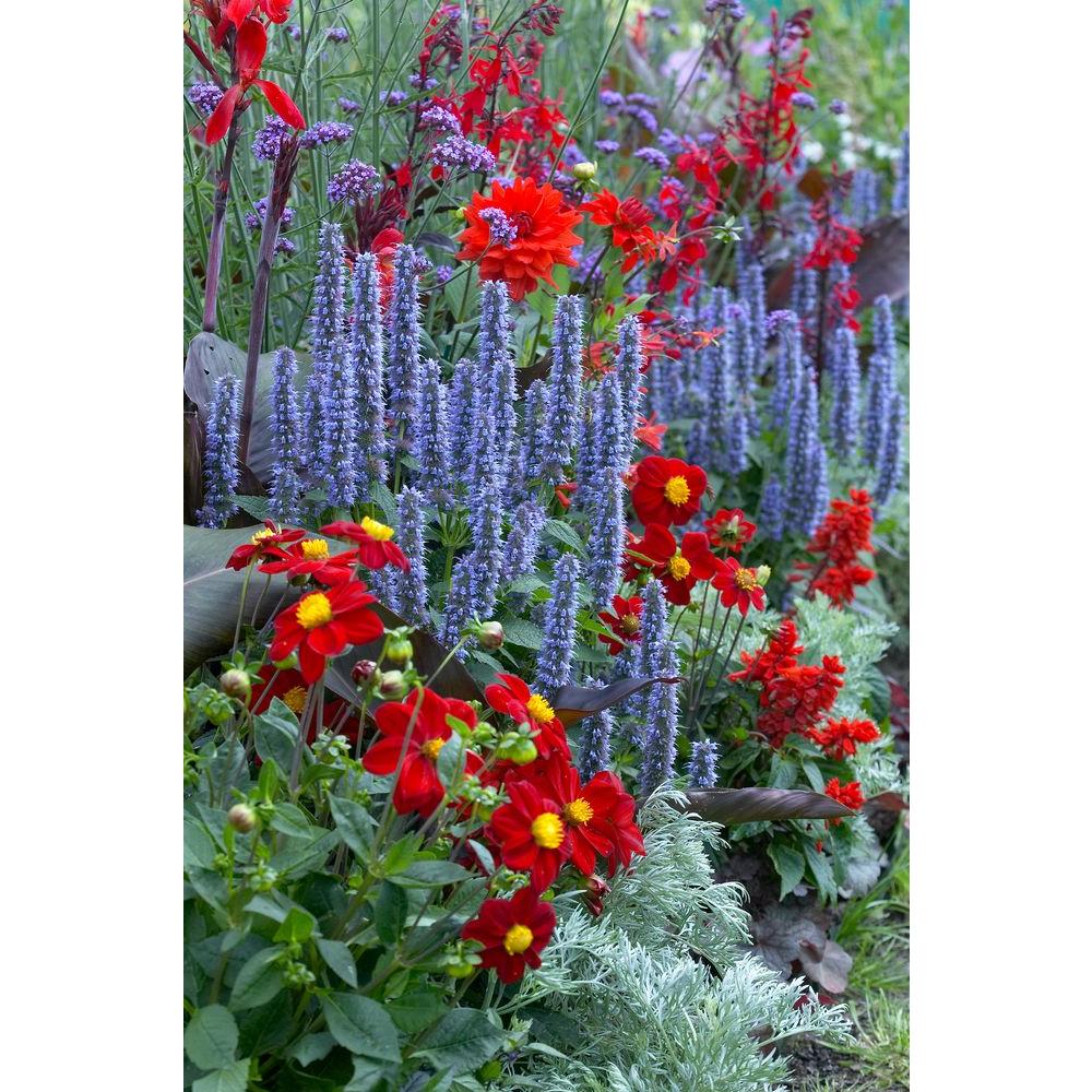 Bloomsz Perennial Garden Bulbs Collection (6Pack)00433 The Home Depot