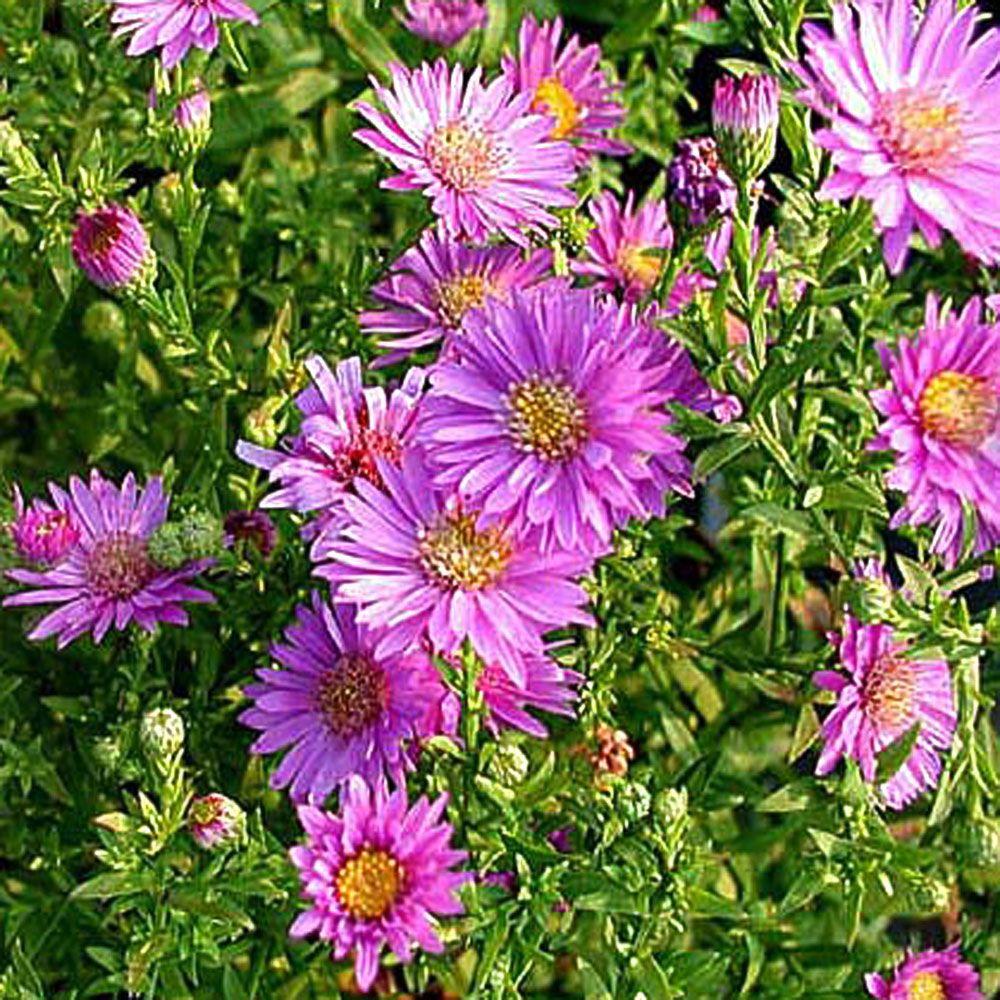onlineplantcenter 1 gal woods
