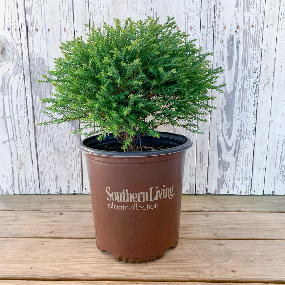 Southern Living Plant Collection 2 Gal. Pancake Arborvitae Shrub with