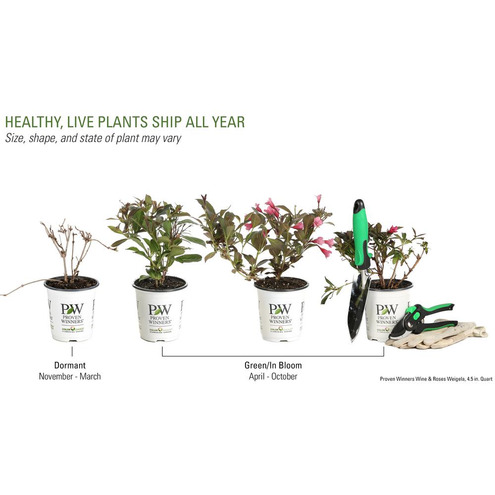 are weigela poisonous to dogs