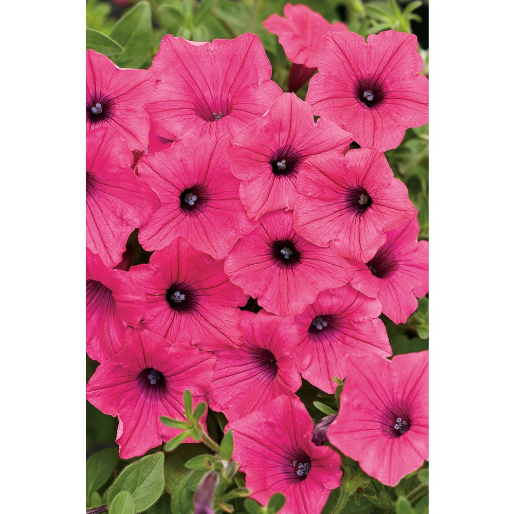 4-Pack, 4.25 in. Grande Supertunia Vista Fuchsia (Petunia) Live Plant, Pink Flowers