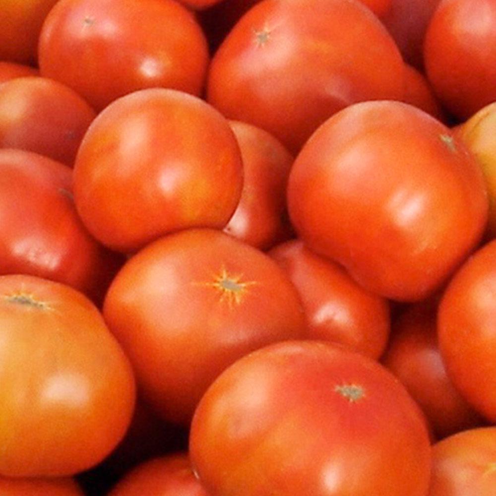 Bonnie Plants 4 5 In 19 3 Oz Tomato Jet Star