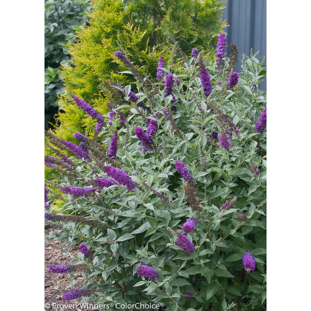 Proven Winners 3 Gal. Miss Violet Butterfly Bush (Buddleia) Live Shrub