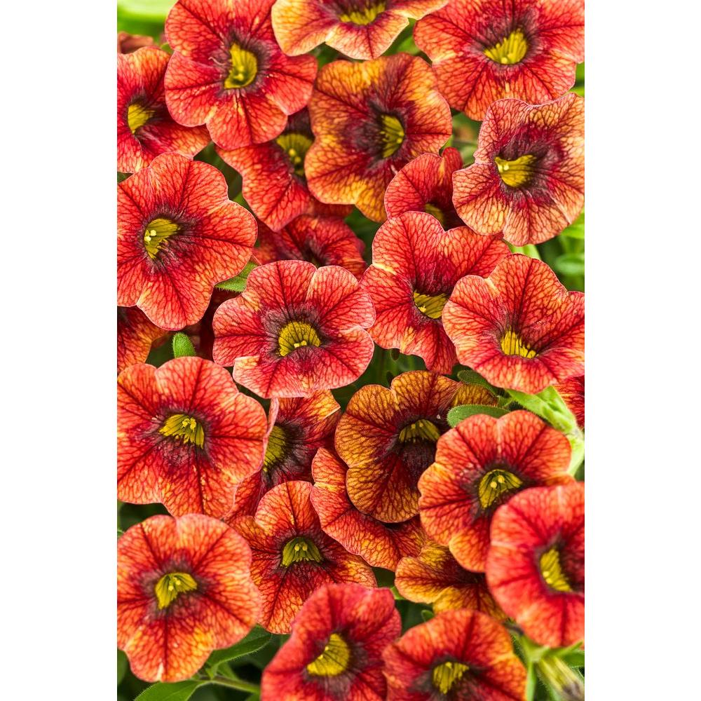 Orange Annuals Garden Plants & Flowers The Home Depot