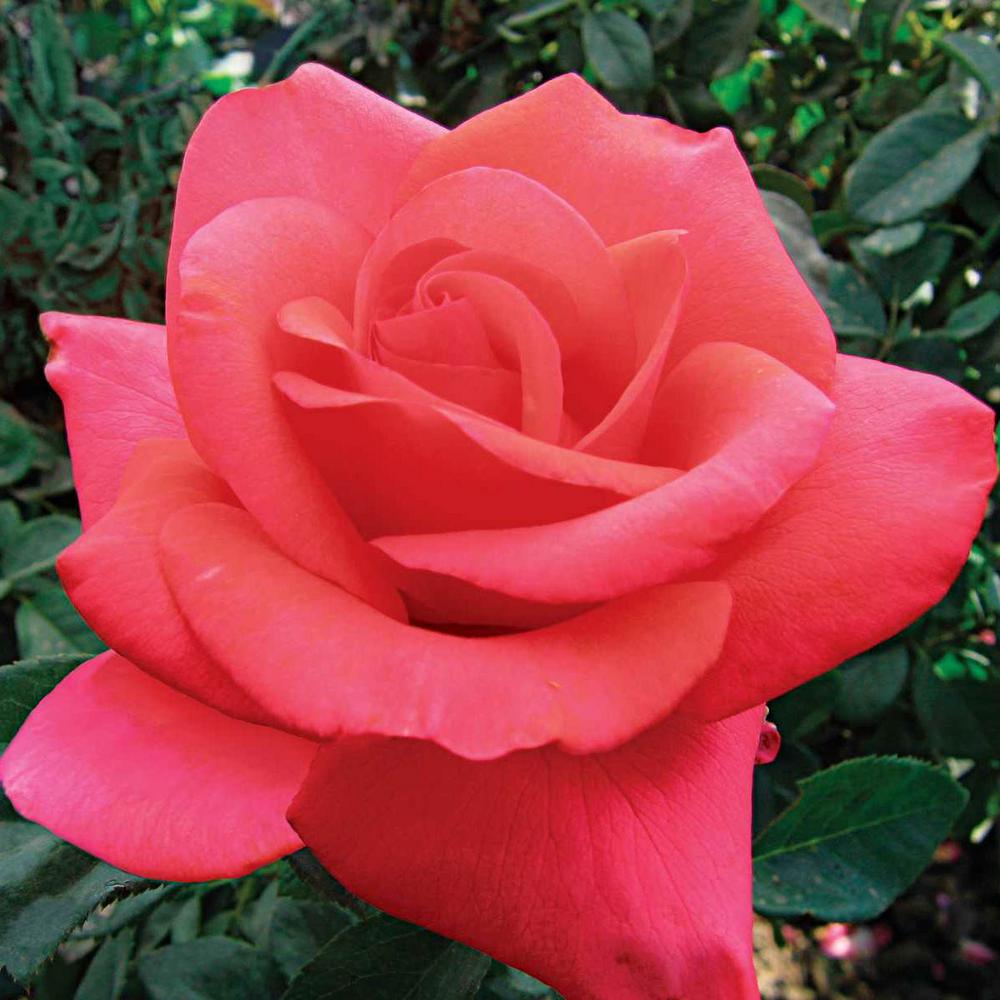 Spring Hill Nurseries We Salute You Hybrid Tea Rose, Live Bareroot Rose ...