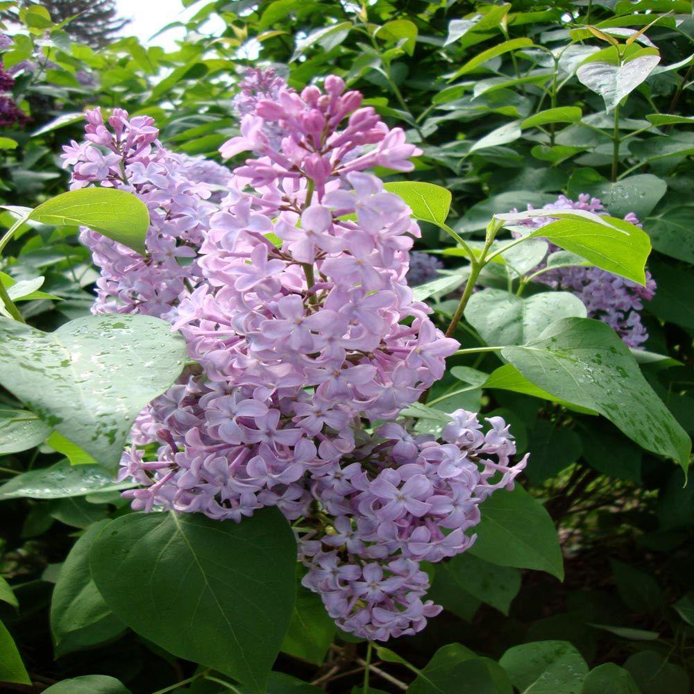 OnlinePlantCenter 3 Gal. Common Purple Lilac Shrub-S4173G3 - The Home Depot