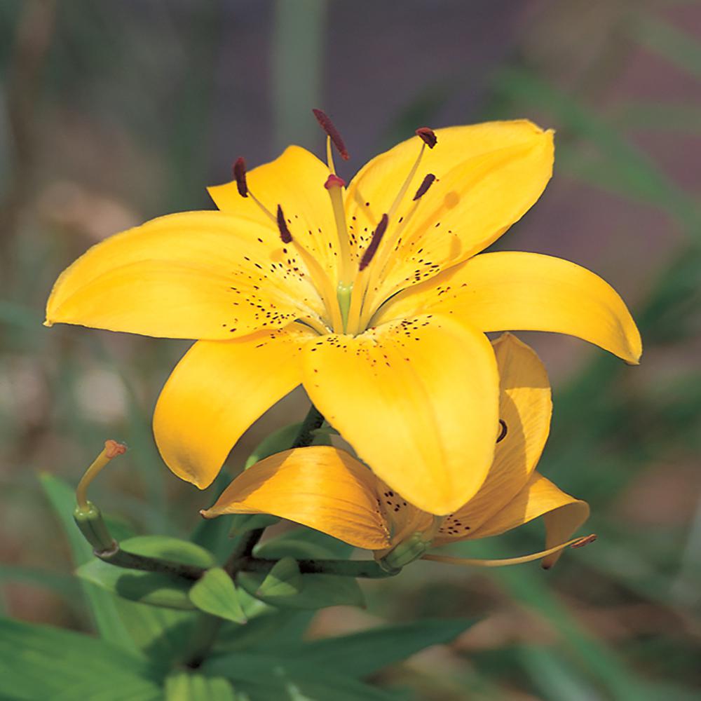 Vigoro 1.71Pint Yellow Asiatic Lily Plant22892 The Home Depot