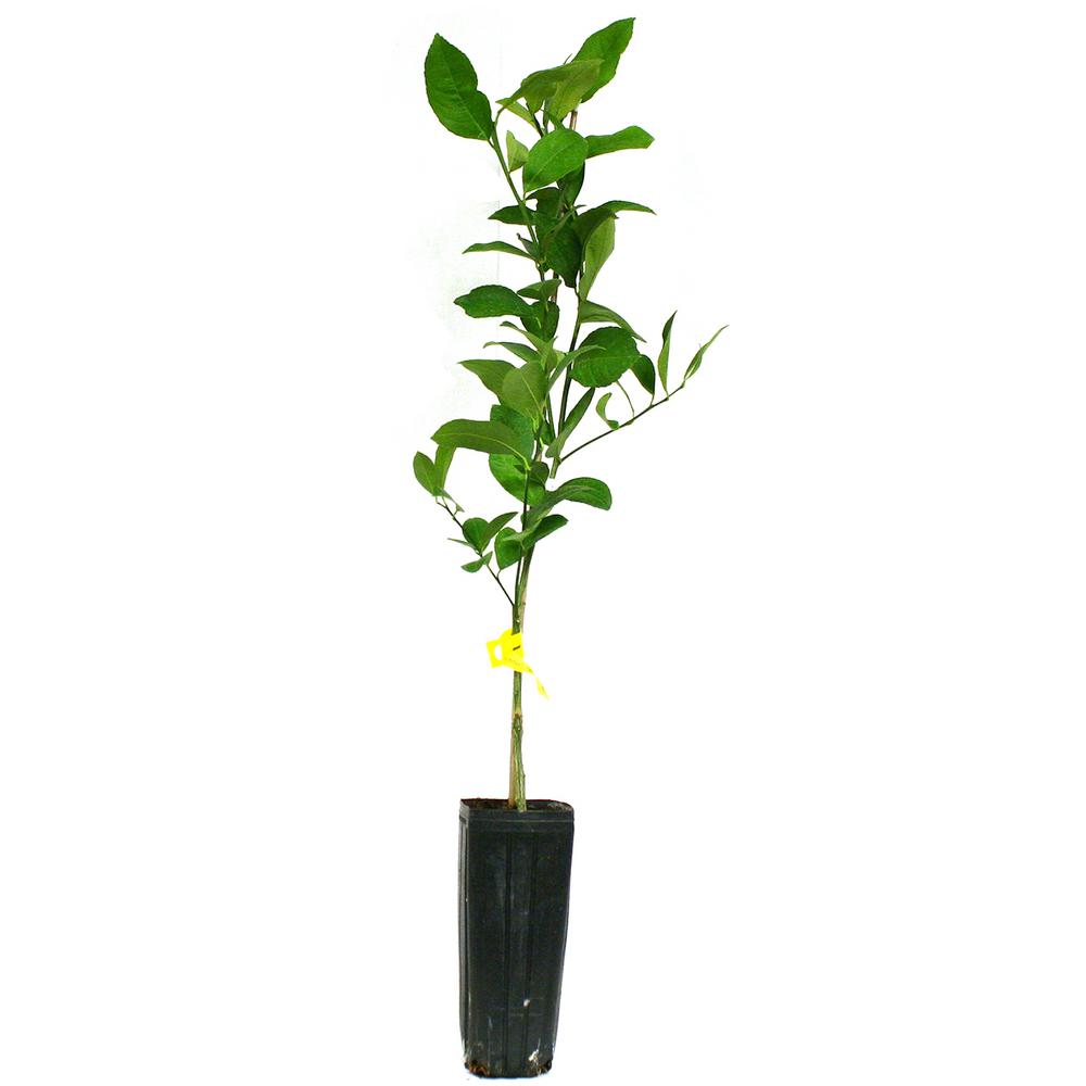 Van Zyverden Lemon Citrus Tree Improved Meyer 1 Plant 83903 The Home Depot - Lemon Patio Tree Van Zyverden Van Zyverden Lemon Citrus Tree Improved Meyer 1 Plant 83903 The Home Depot - Lemon Patio Tree Van Zyverden