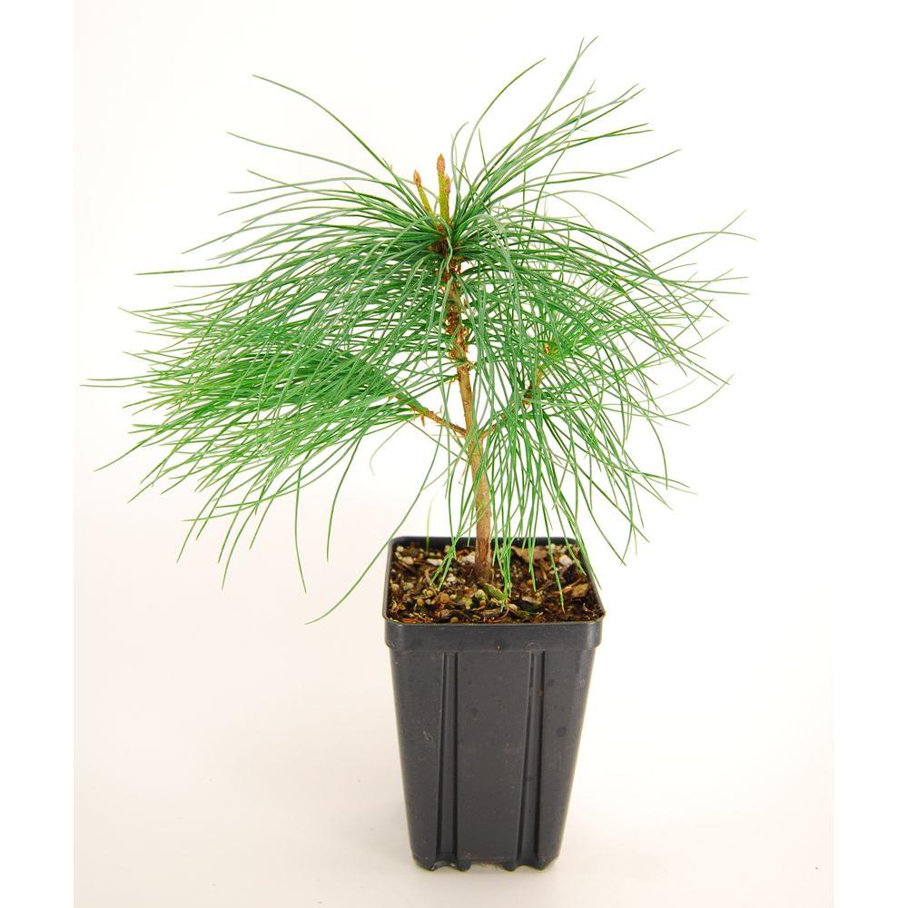 8 10 To 20 F Trees Bushes The Home Depot White Pine Potted Evergreen Tree