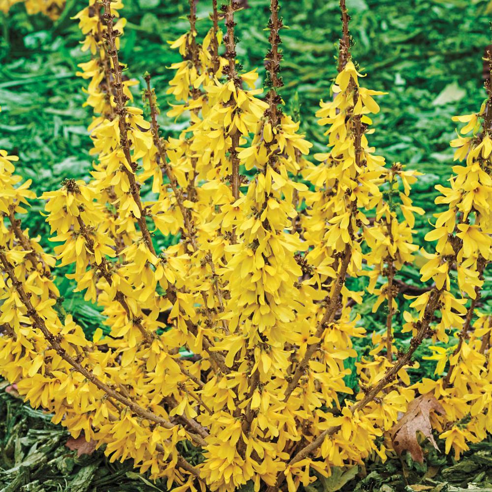 Forsythia - Shrubs - Trees & Bushes - The Home Depot