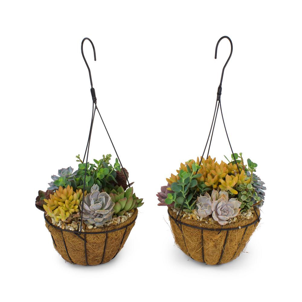 Pure Beauty Farms 8 in. Succulent Coco Basket (2Plants