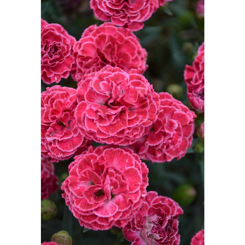 Pinks Plant Perennials Garden Plants Flowers The Home Depot Fruit Punch Raspberry Ruffles Pinks Dianthus Live Plant Pink Flowers 0 65 Gal