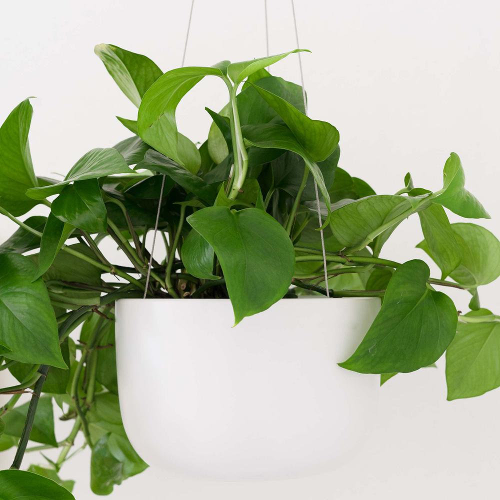 Peach & Pebble 8 in. White Ceramic Hanging Indoor Planter