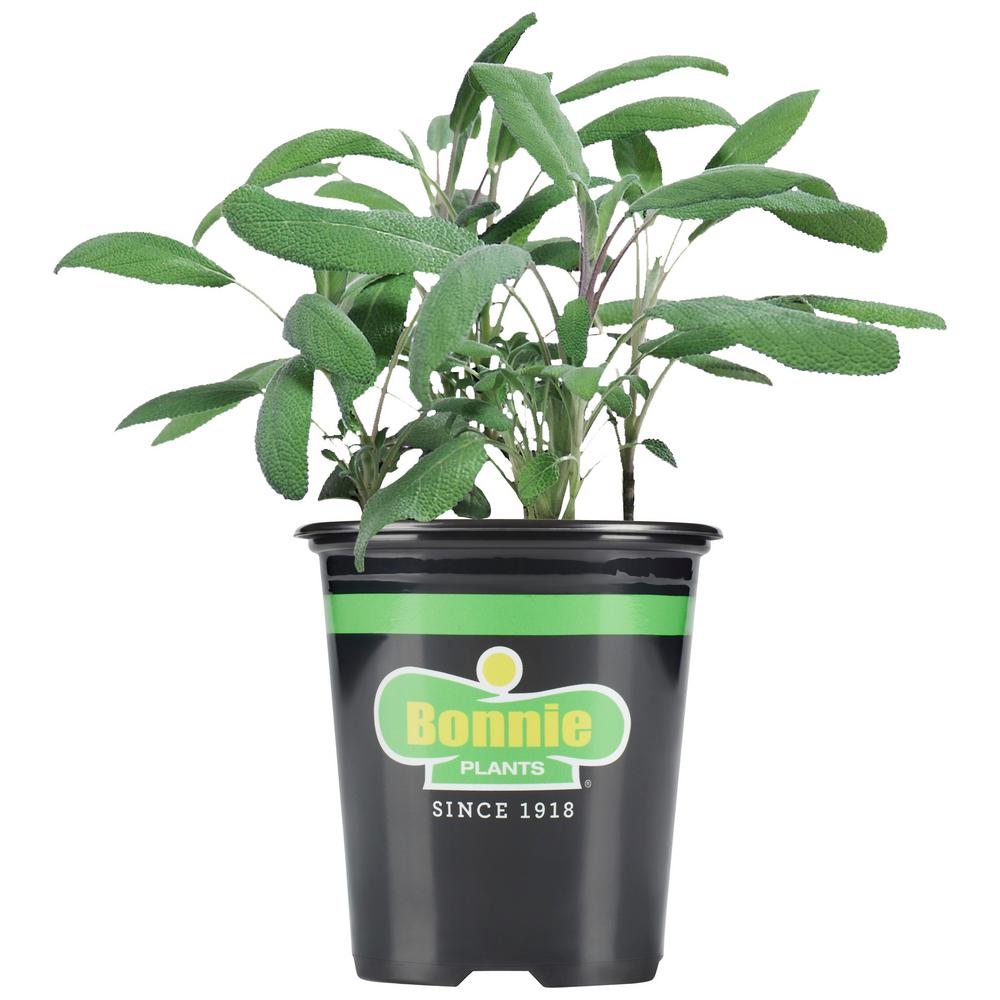UPC 715339012371 product image for Bonnie Plants 19.3 oz. Pineapple Sage Plant | upcitemdb.com