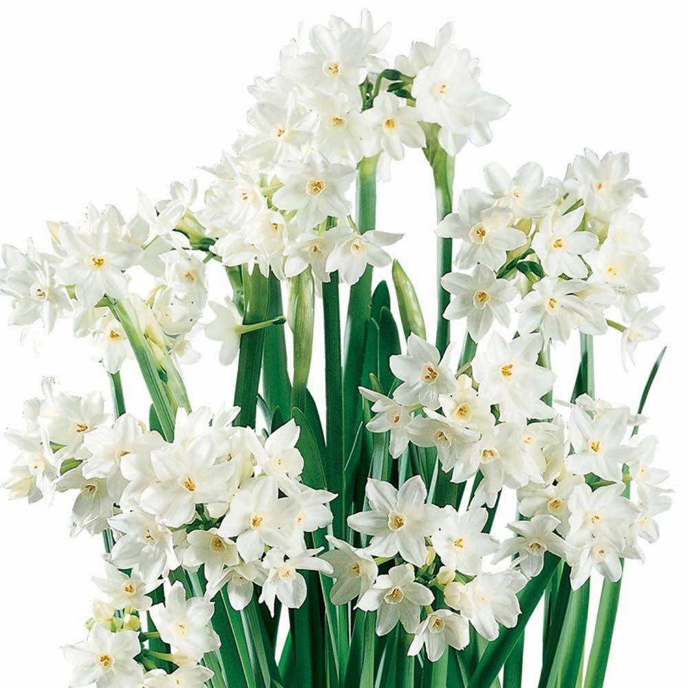 Home Depot Paperwhite Narcissus Ziva Dormant Bulbs (24