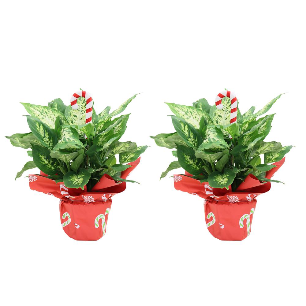 2-Pack Costa Farms Holiday Dieffenbachia w/ Christmas Wrap