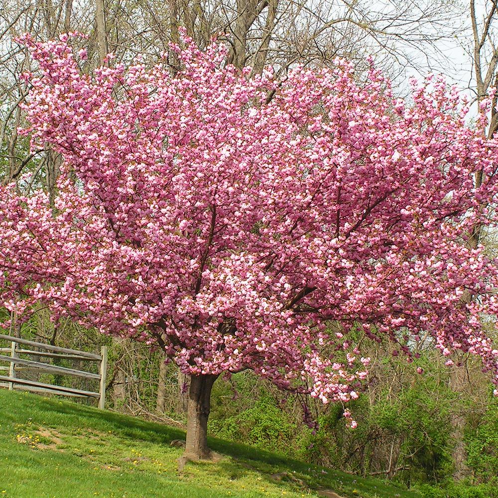 Van Zyverden Pink Ornamental Cherry Kwanzan Tree-83581 ...