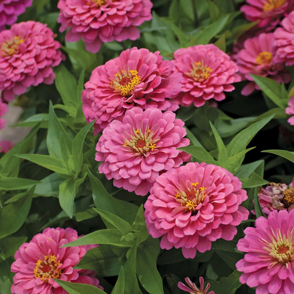 1 Gal Pink Zinnia Plant 4756 The Home Depot