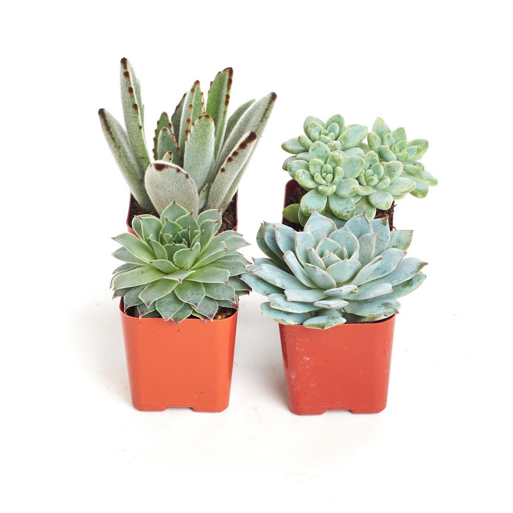 Shop Succulents 2 in. Blue/Green Collection Succulent (Collection of 4