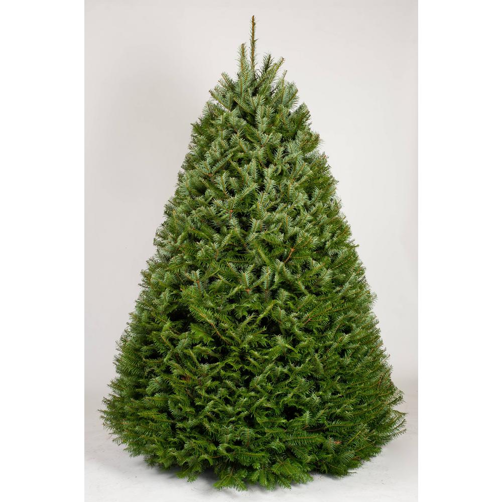 Online Orchards 5 Ft To 6 Ft Freshly Cut Grand Fir Live Christmas Tree Real Natural Oregon Grown Chgf506 The Home Depot