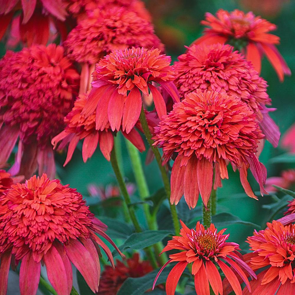 Spring Hill Nurseries Mandarin Double Scoop Coneflower (Echinacea) Live Potted Perennial Plant
