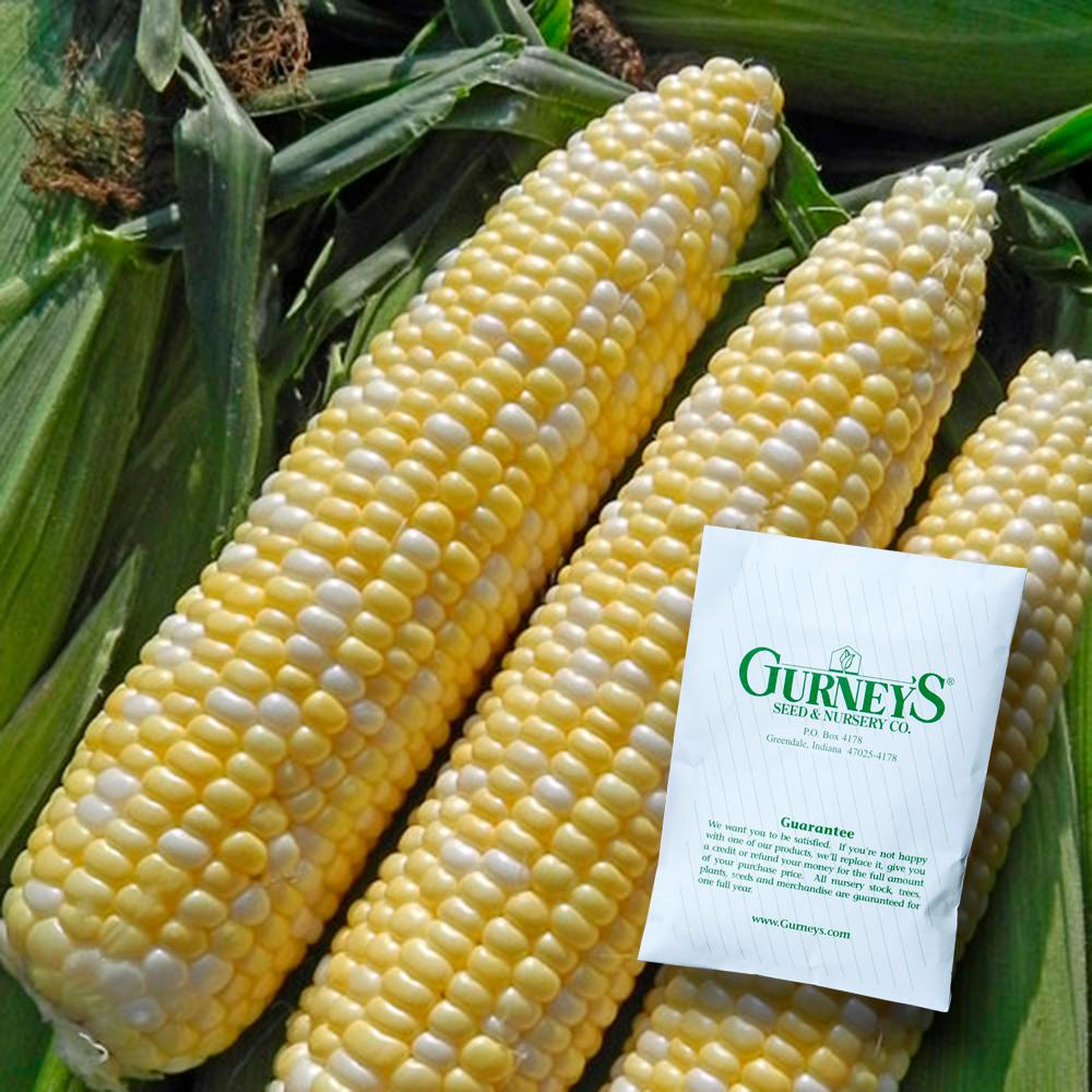 Gurney S Sweet Corn Allure 100 Seed Packet Gurney S Sweet Corn Allure 100 Seed Packet