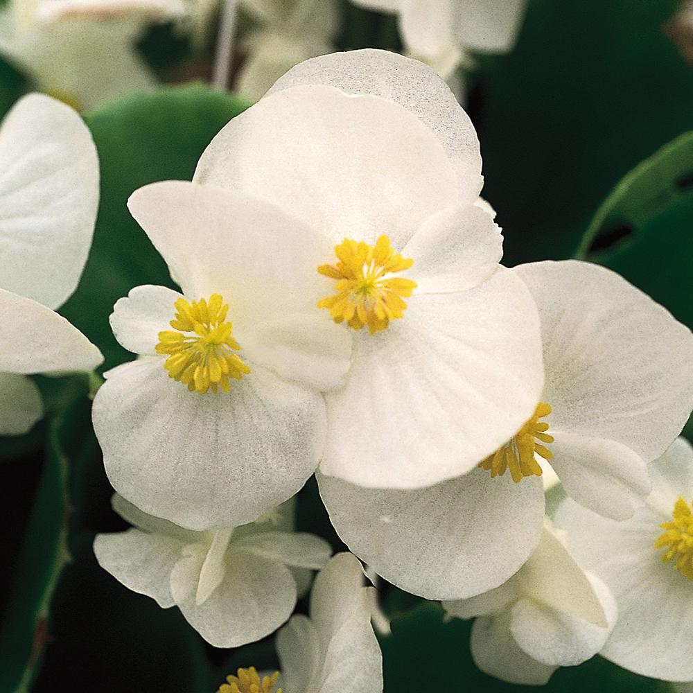 Unbranded 1.25 Qt. White Begonia Plant90693 The Home Depot
