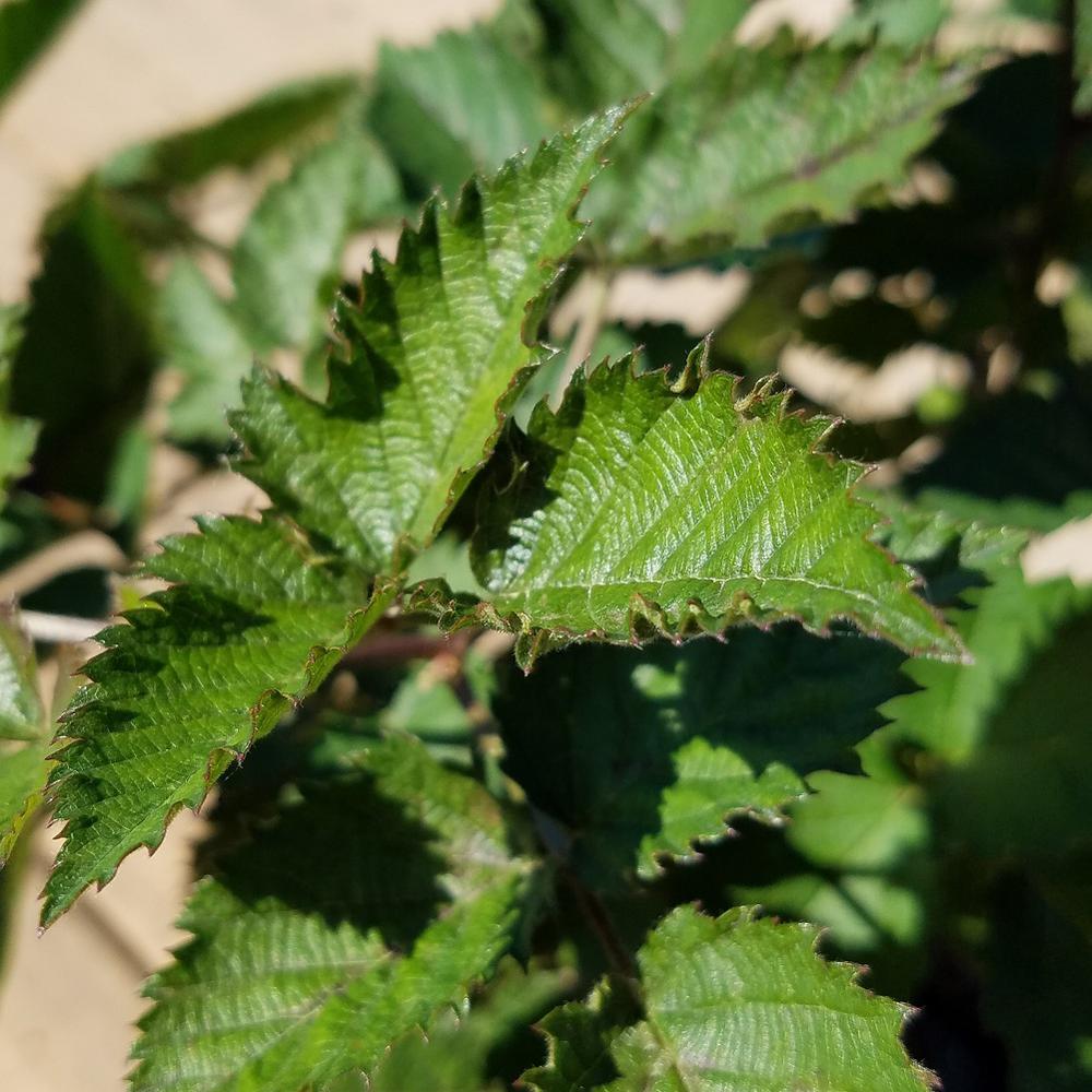Southern Living Plant Collection 2.5 Qt. Osage Thornless Blackberry