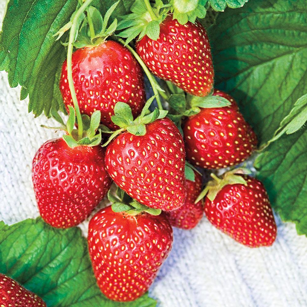 Gurney S Mara Des Bois Everbearing Strawberry Bareroot Plant 10 Gurney S Mara Des Bois Everbearing Strawberry Bareroot Plant 10 Pack