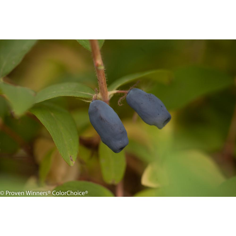UPC 738793002849 product image for Proven Winners Fertilizers Sugar Mountain Blue ColorChoice Lonicera - 4.5 in. Qu | upcitemdb.com