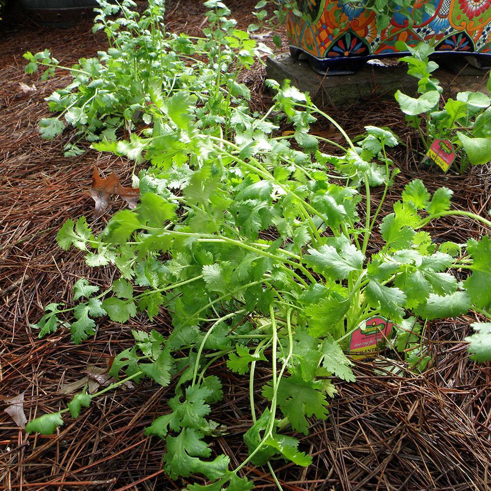 Bonnie Plants - The Home Depot