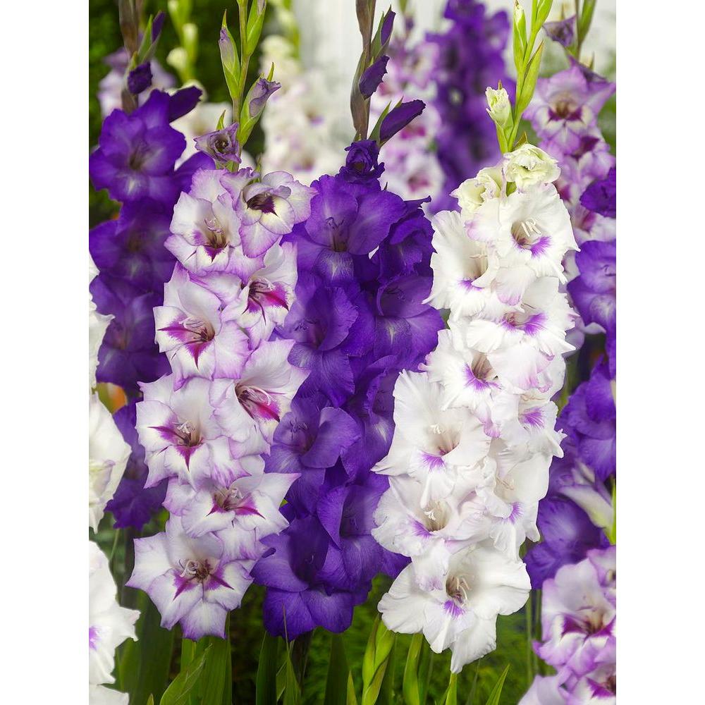 Bloomsz Purple Majesty Gladiolus Bulbs Blend (25Pack)06032 The Home Depot