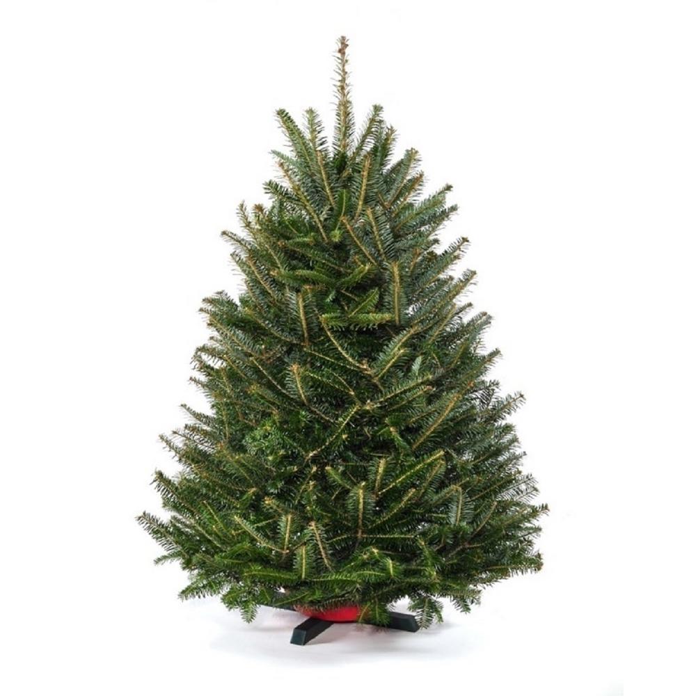 Real Christmas Trees