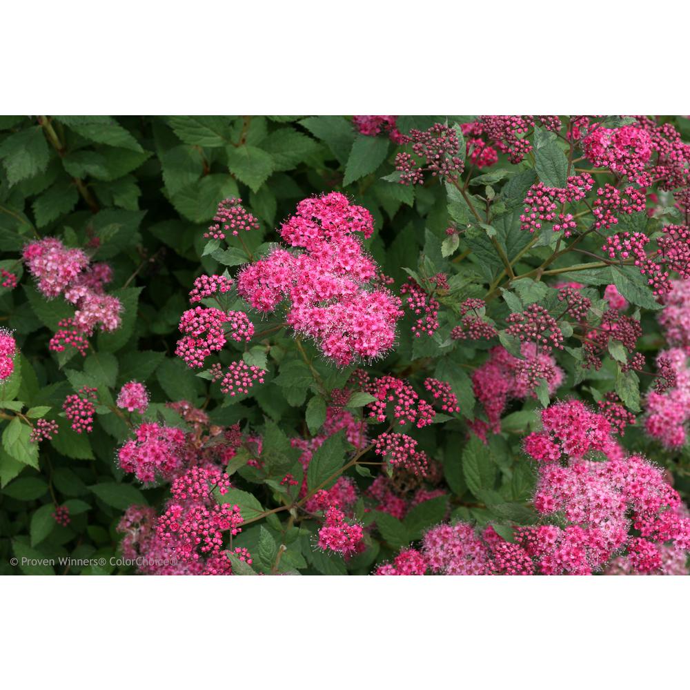 Proven Winners 3 Gal. Double Play Pink Spirea (Spiraea) Live Shrub