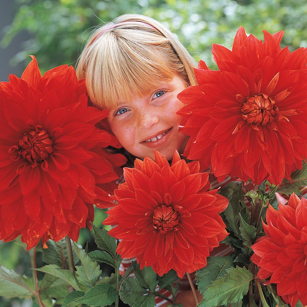 Brecks Red Flowers The Big Wow Dinner Plate Dahlia Bulbs (5-Pack)