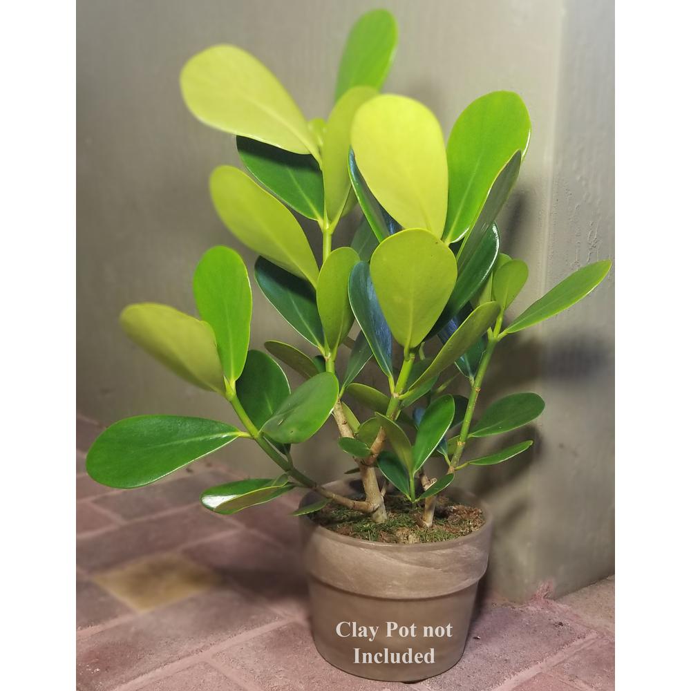 Unbranded Autograph Plant In 6 In Grower Pot Clusia006 The Home Depot