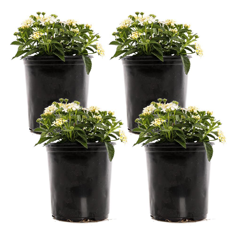 1 Gal. White Lantana Bandana Plant (4Pack)LANBANWW0GPH4 The Home Depot