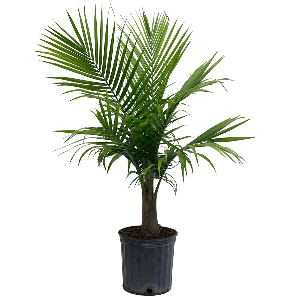 Majesty Palm in 9.25 in. Grower Pot