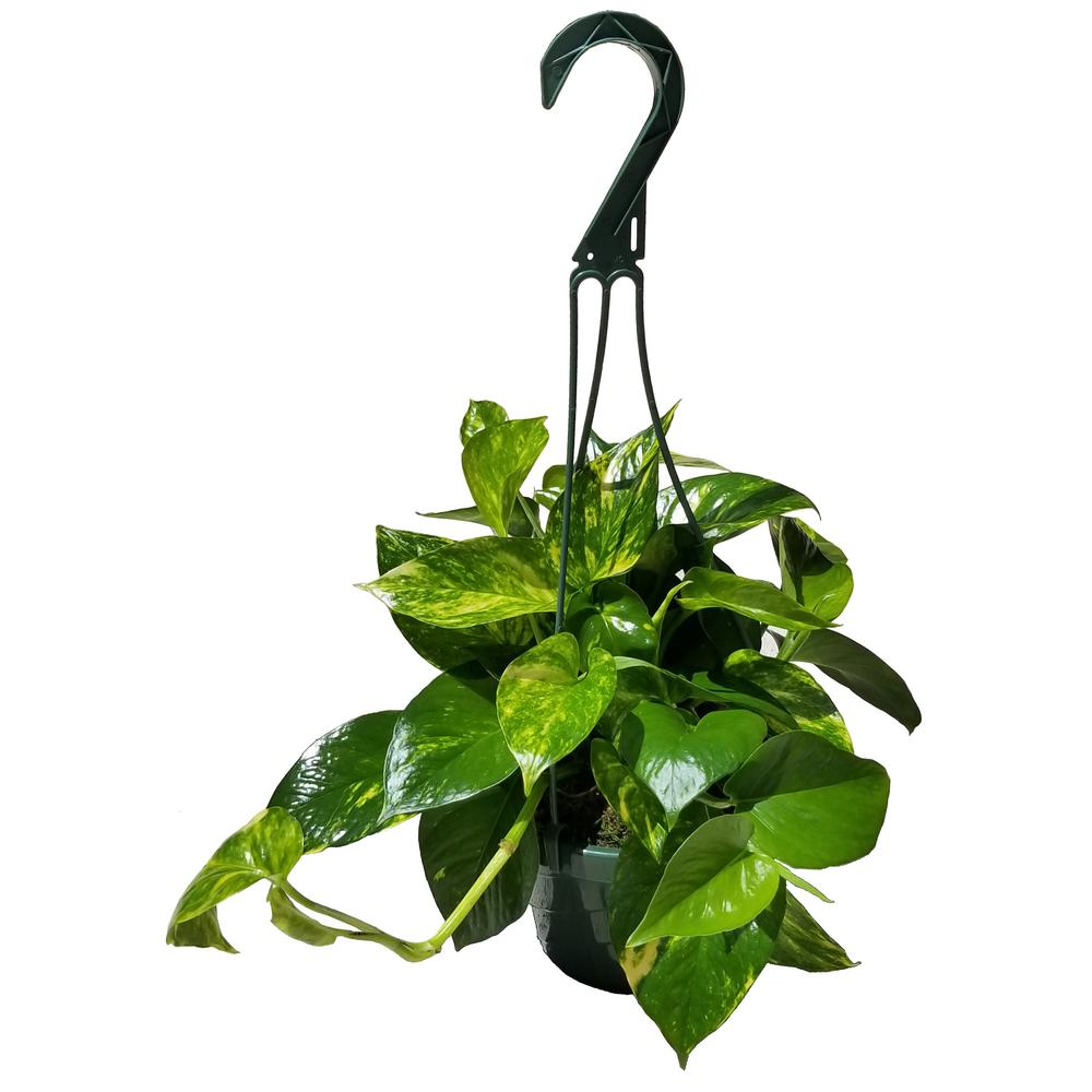 Unbranded 6 in. Golden Pothos Plant in Hanging Basket