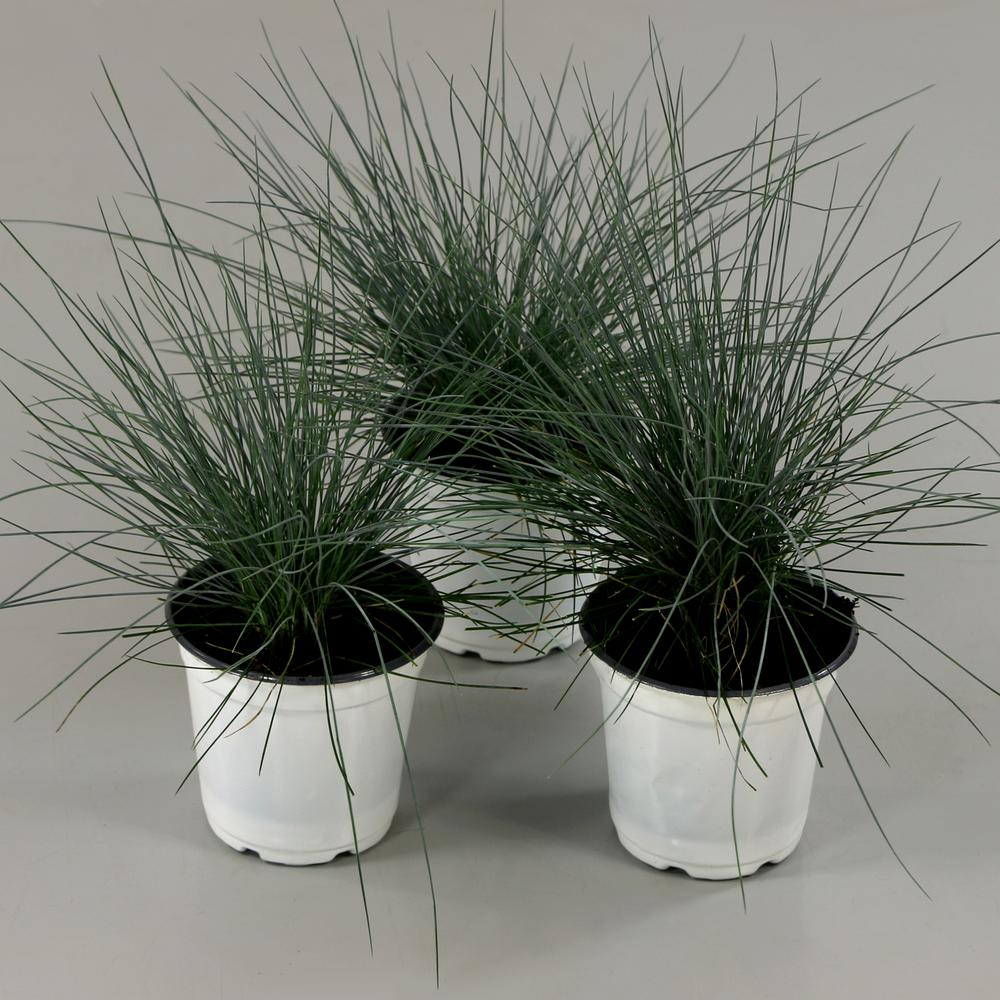 Proven Winners Colorchoice Plant Of The Week Plant Of The Week